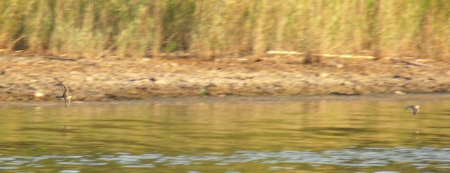 Miscin impssibol: identificazione piro da lontanissimo